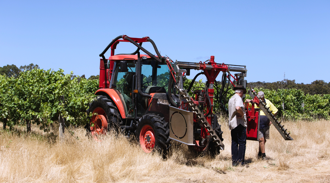 In the Vineyard