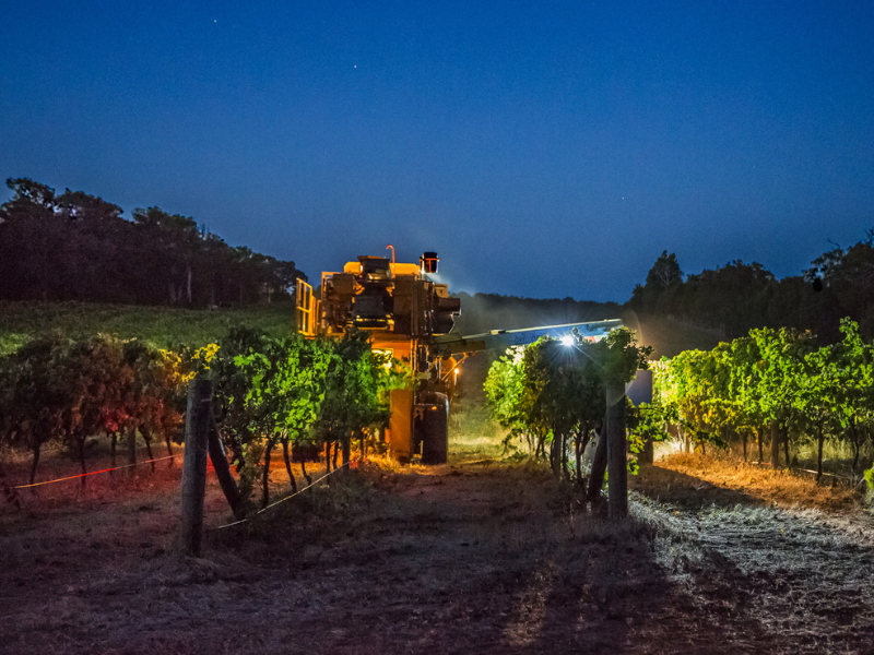 Night Harvesting in a Vineyard in Margaret River