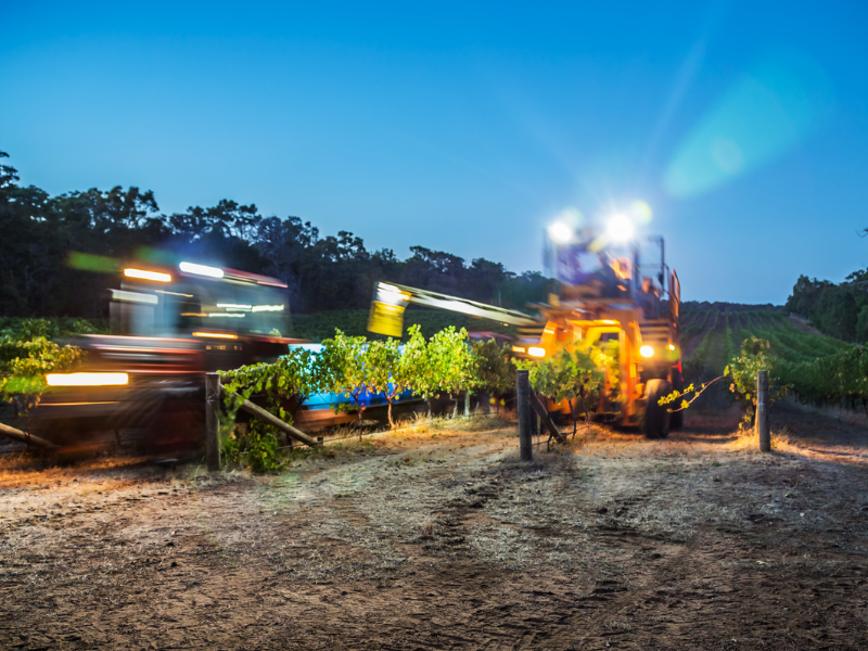 Night Harvesting in a Vineyard in Margaret River