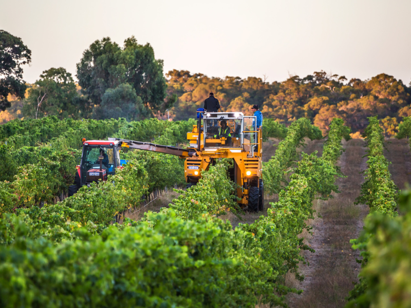 Night Harvesting in a Truck in a Vineyard in Margaret River