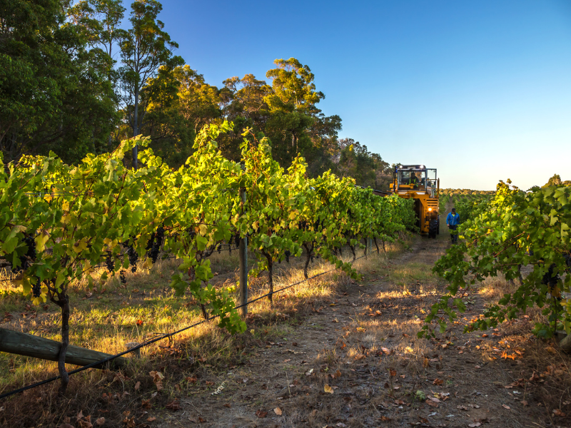 Night Harvesting With Truck in a Vineyard in Margaret River